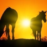 Celtic zodiac sign horse meaning in Celtic astrology