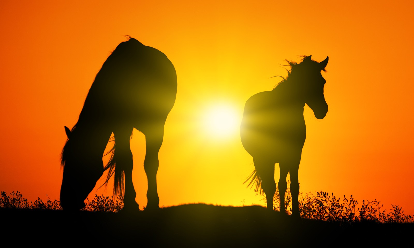 Celtic zodiac sign horse meaning in Celtic astrology