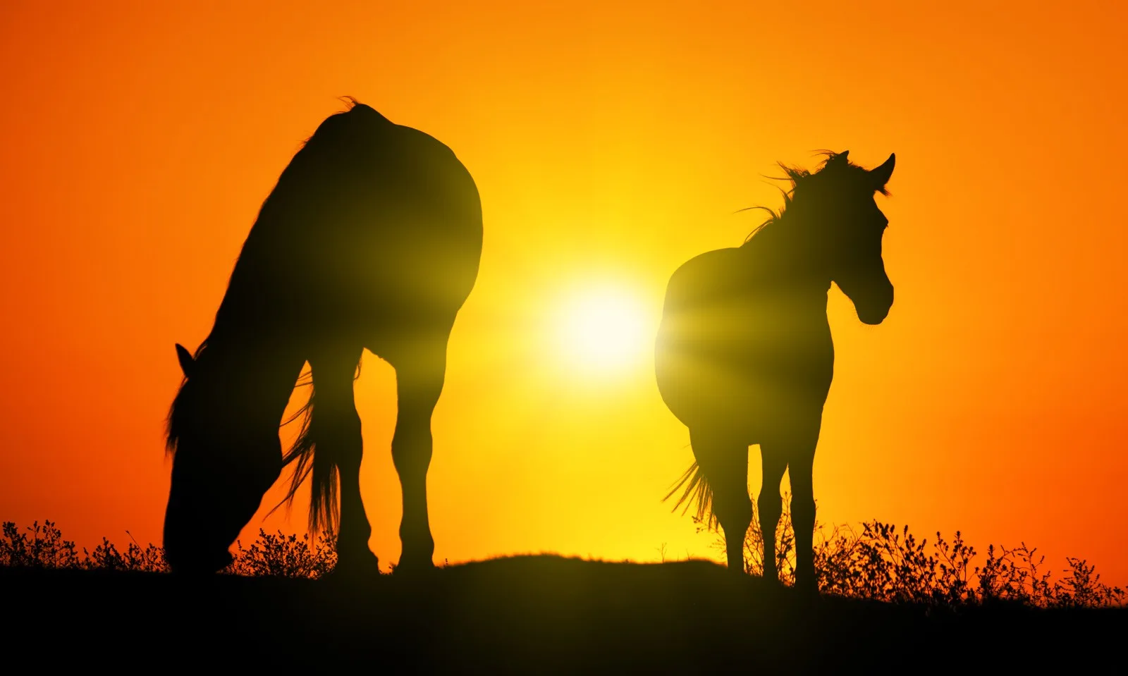 Celtic zodiac sign horse meaning in Celtic astrology