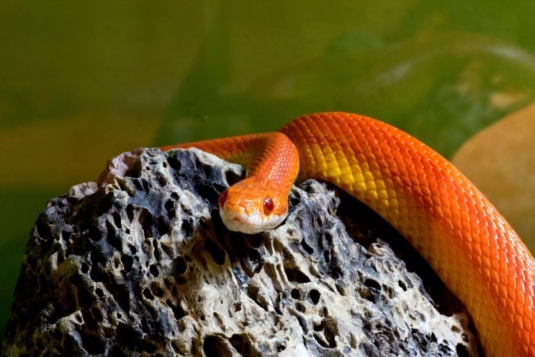 Celtic zodiac sign snake meaning