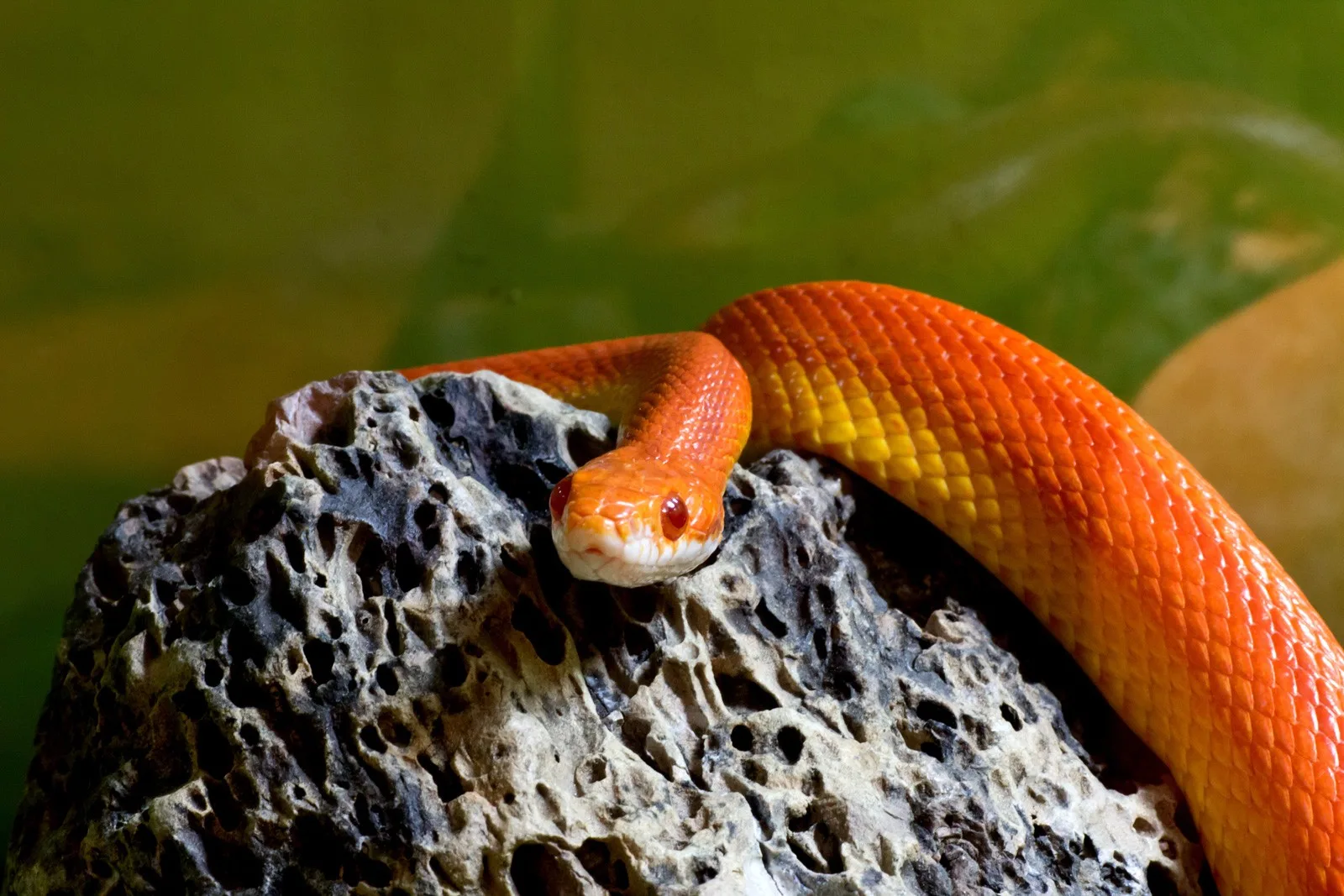 Celtic Zodiac Sign Snake