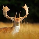 Celtic zodiac sign stag and deer meaning in Celtic astrology