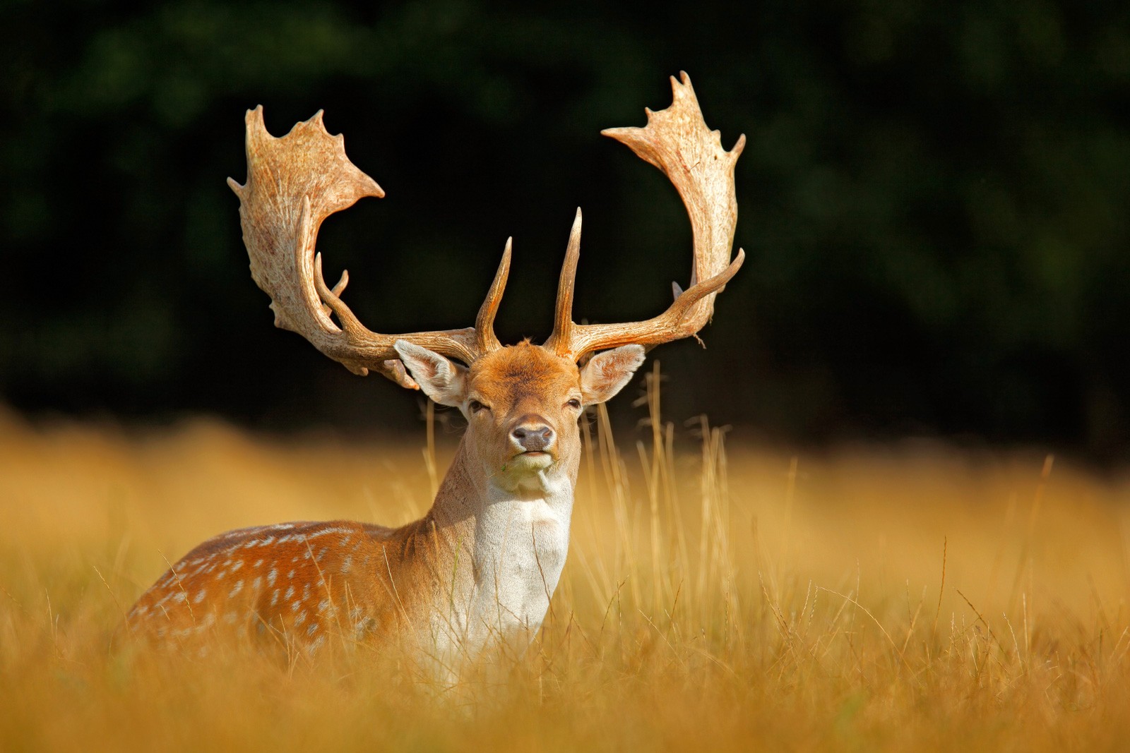 Celtic Zodiac Sign Stag Deer