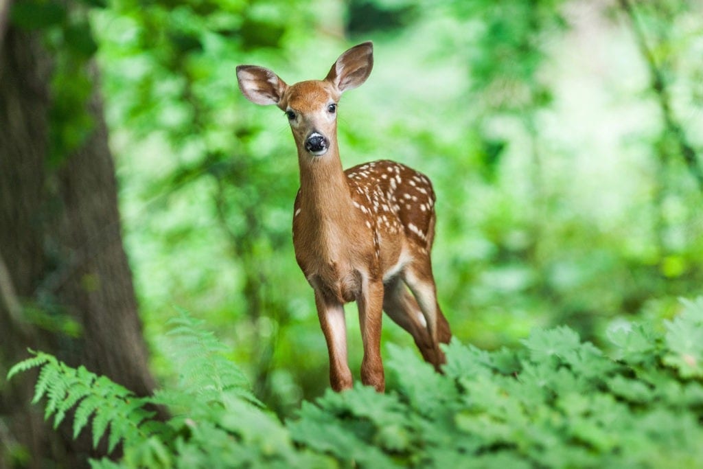 Celtic zodiac sign deer meaning