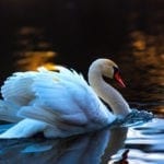 Celtic zodiac sign swan meaning