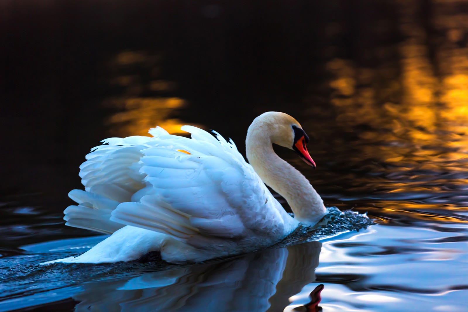 Celtic Zodiac Sign Swan