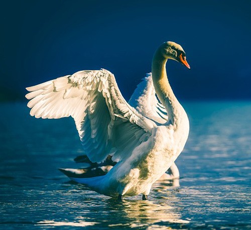Celtic Zodiac Sign Swan Meaning