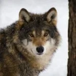 Celtic zodiac sign wolf hound meaning