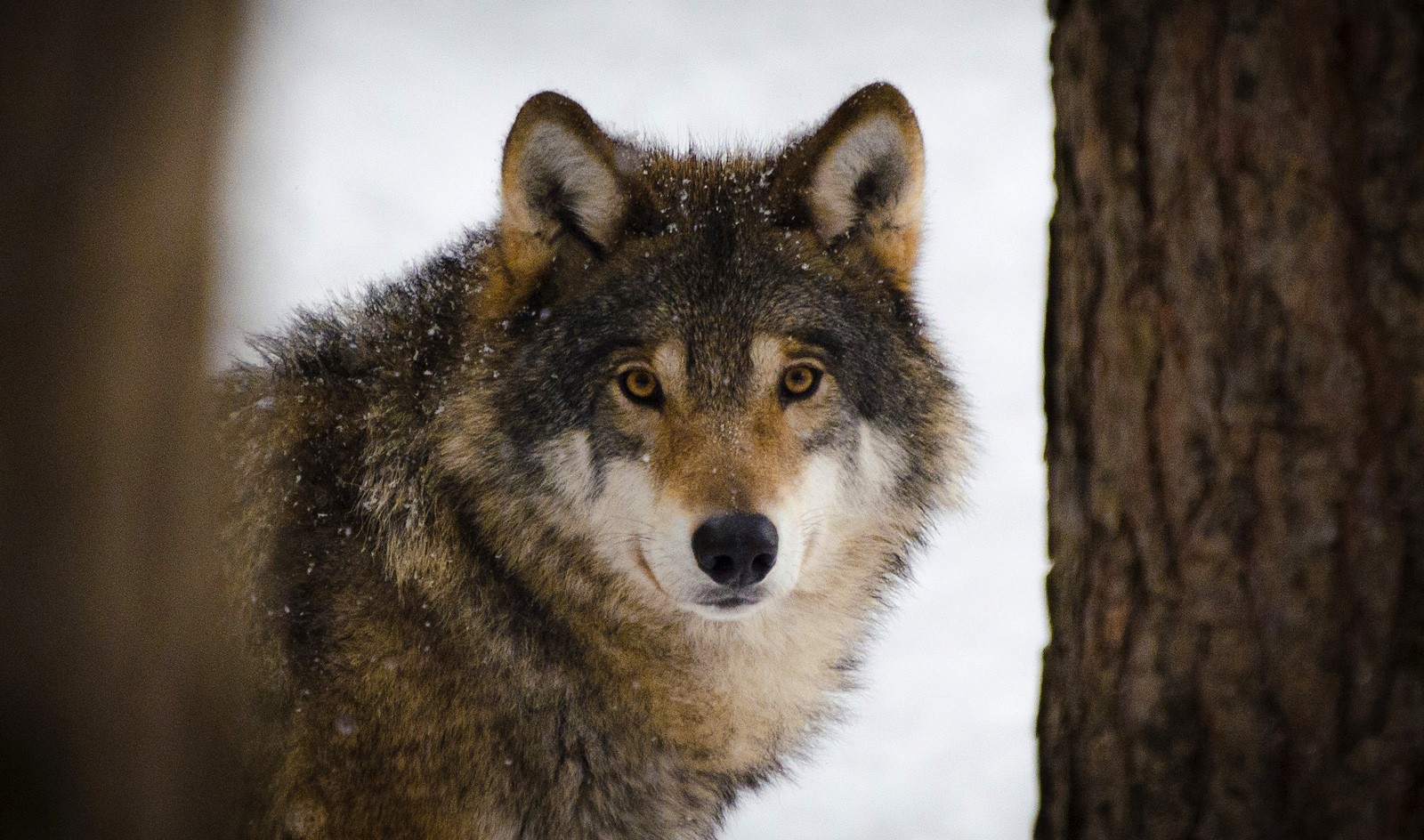 Celtic zodiac sign wolf hound meaning