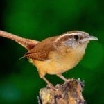 Celtic zodiac sign wren meaning