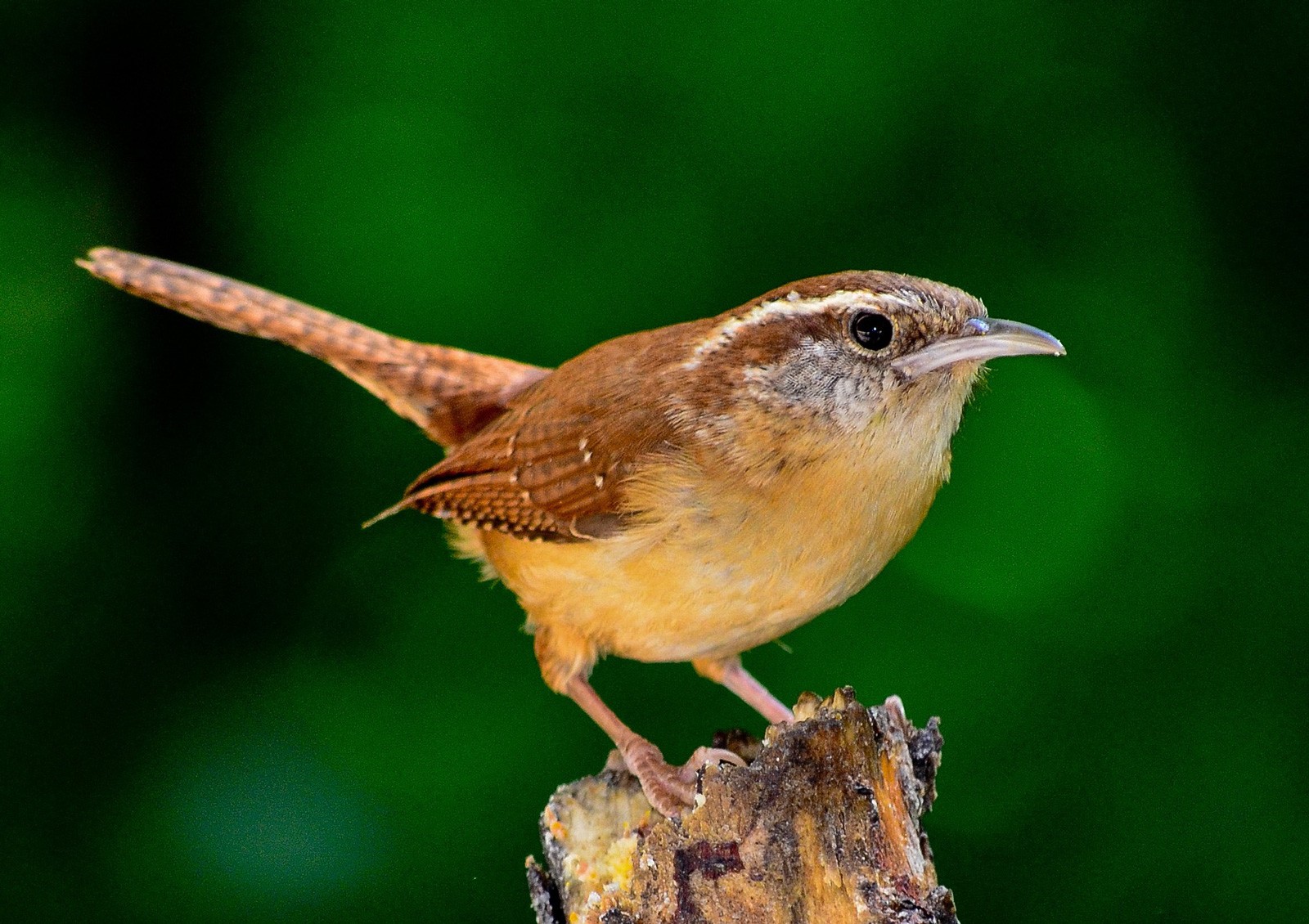 Celtic Zodiac Sign Wren