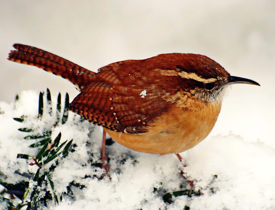 celtic wren meaning and zodiac sign meanings