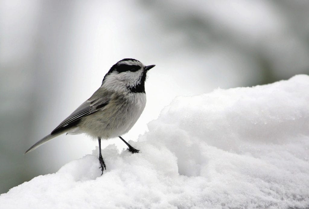 chickadee meanings