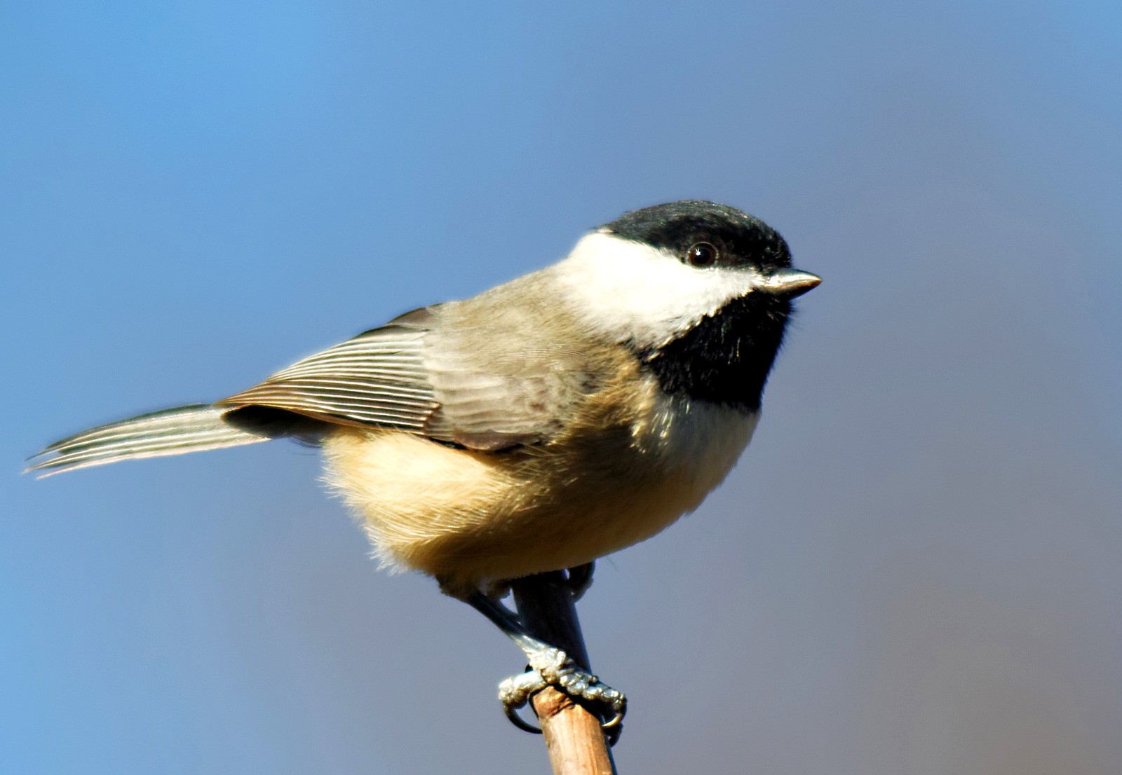 chickadee meanings