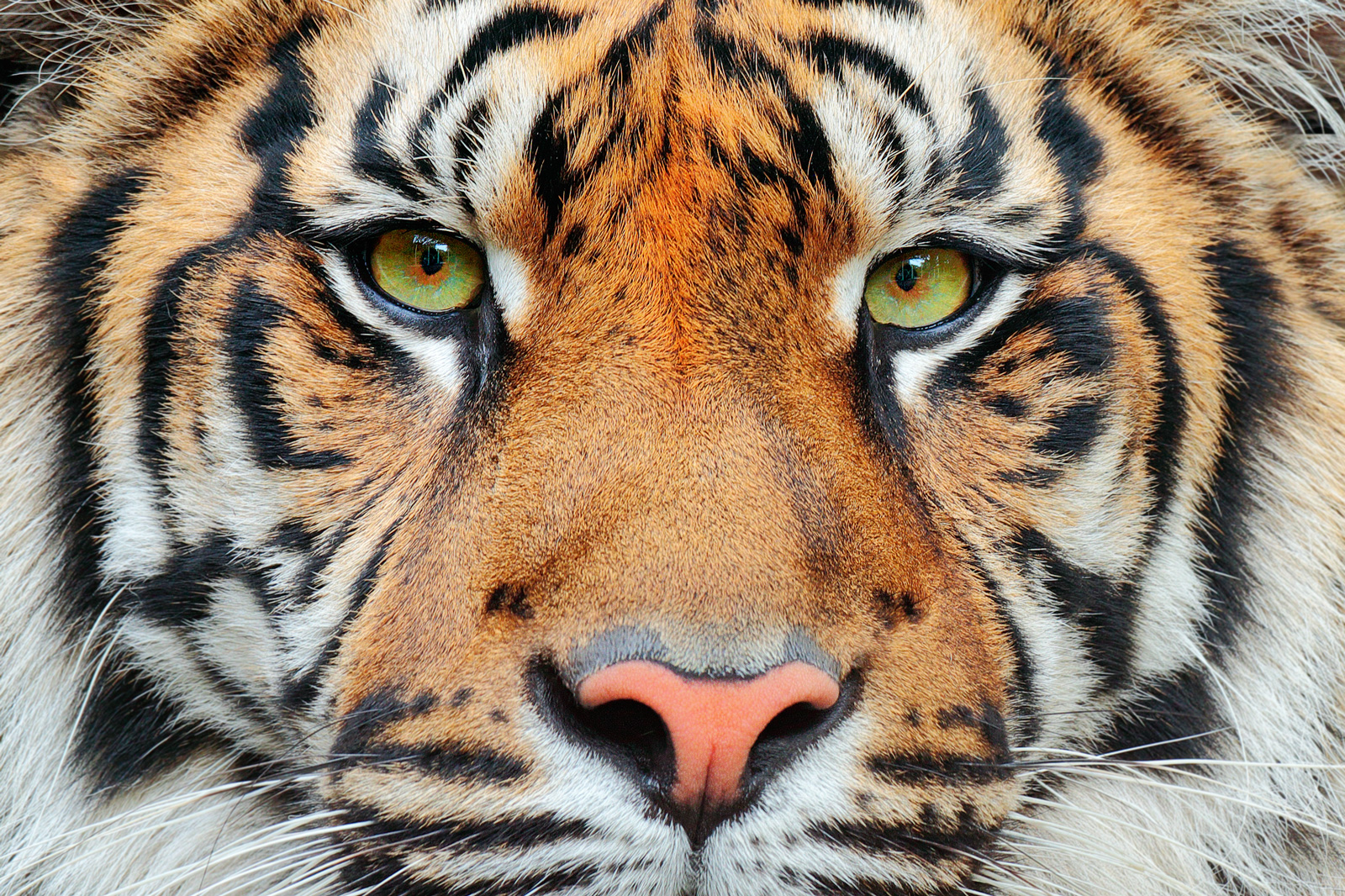 Chinese Animal Symbolism Tiger