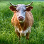 cow animal symbolism