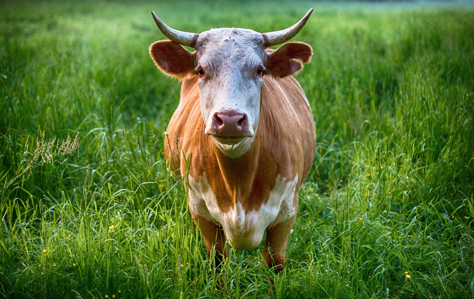cow animal symbolism