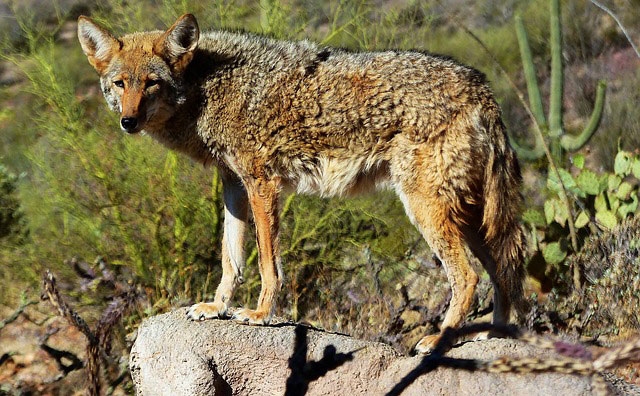 Coyote Meaning and animal symbolism
