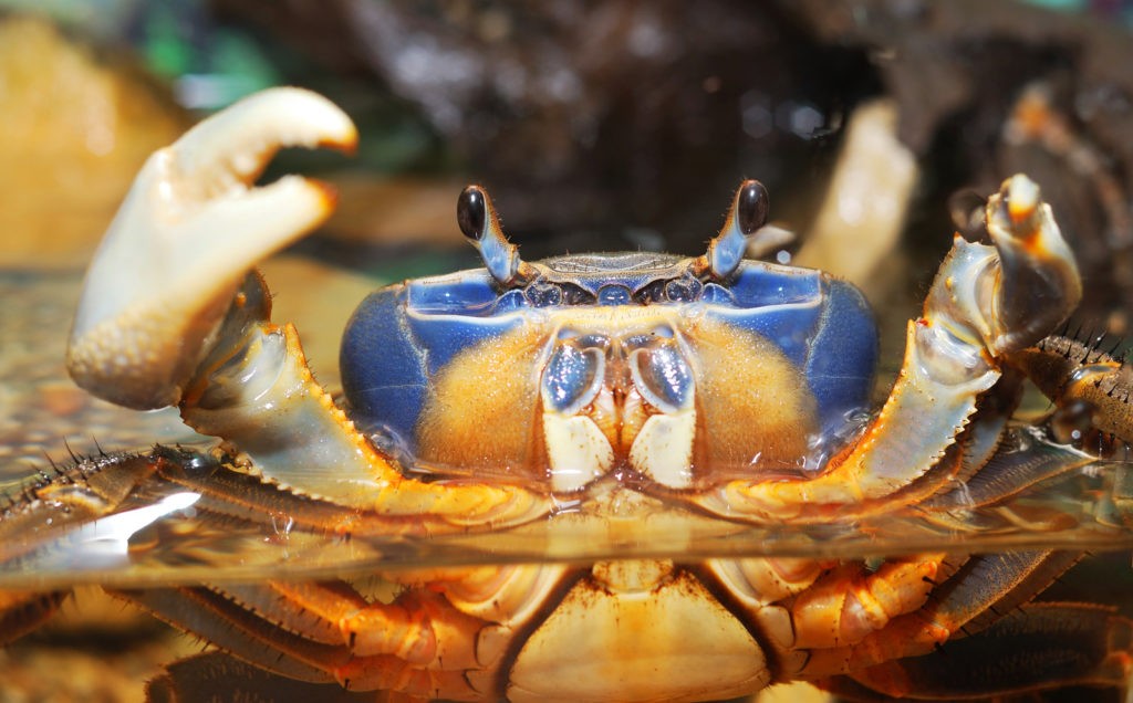 crab meaning and crab animal symbolism