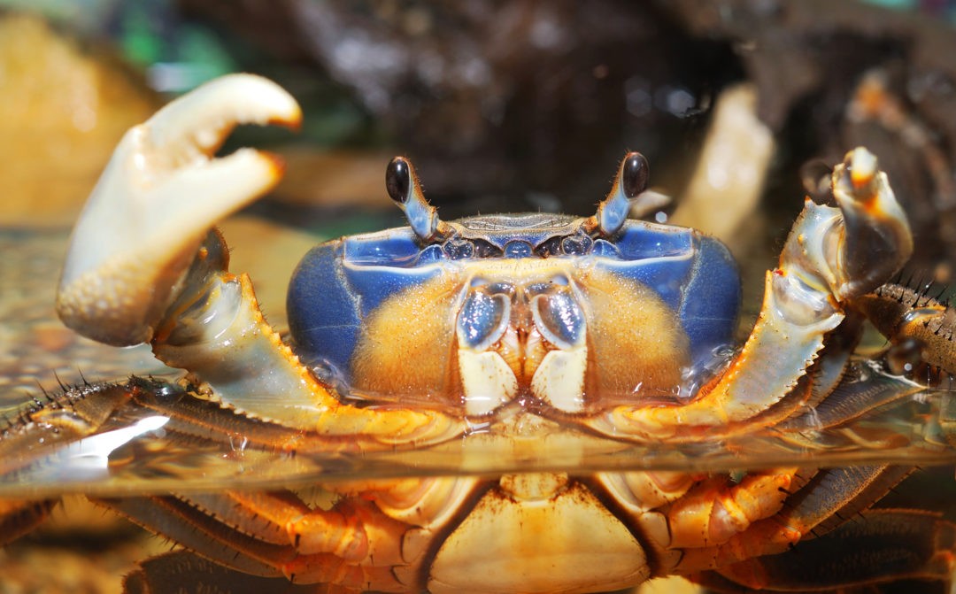 Crab Animal Symbolism and Crab Meanings on WhatsYourSign