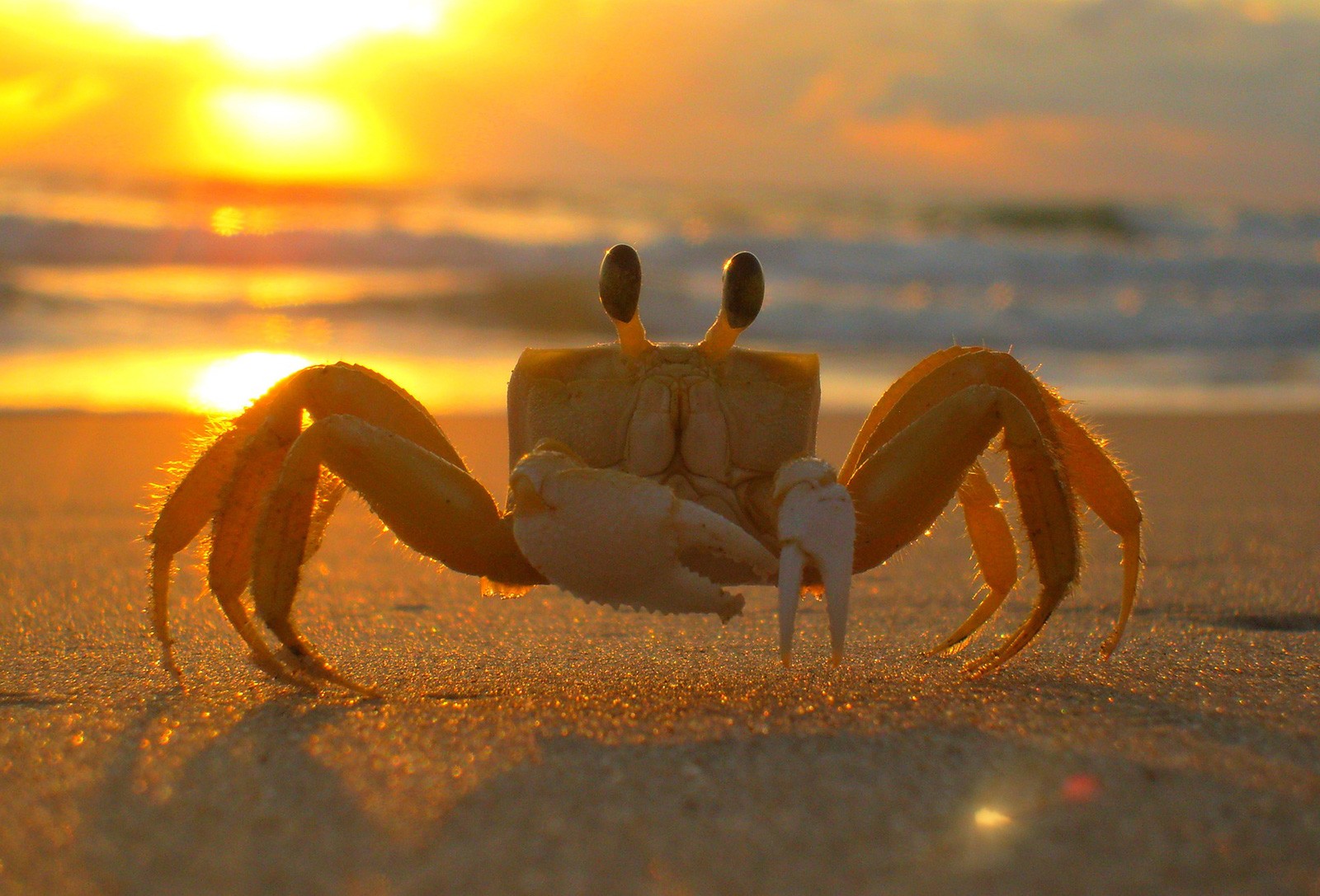 crab animal symbolism