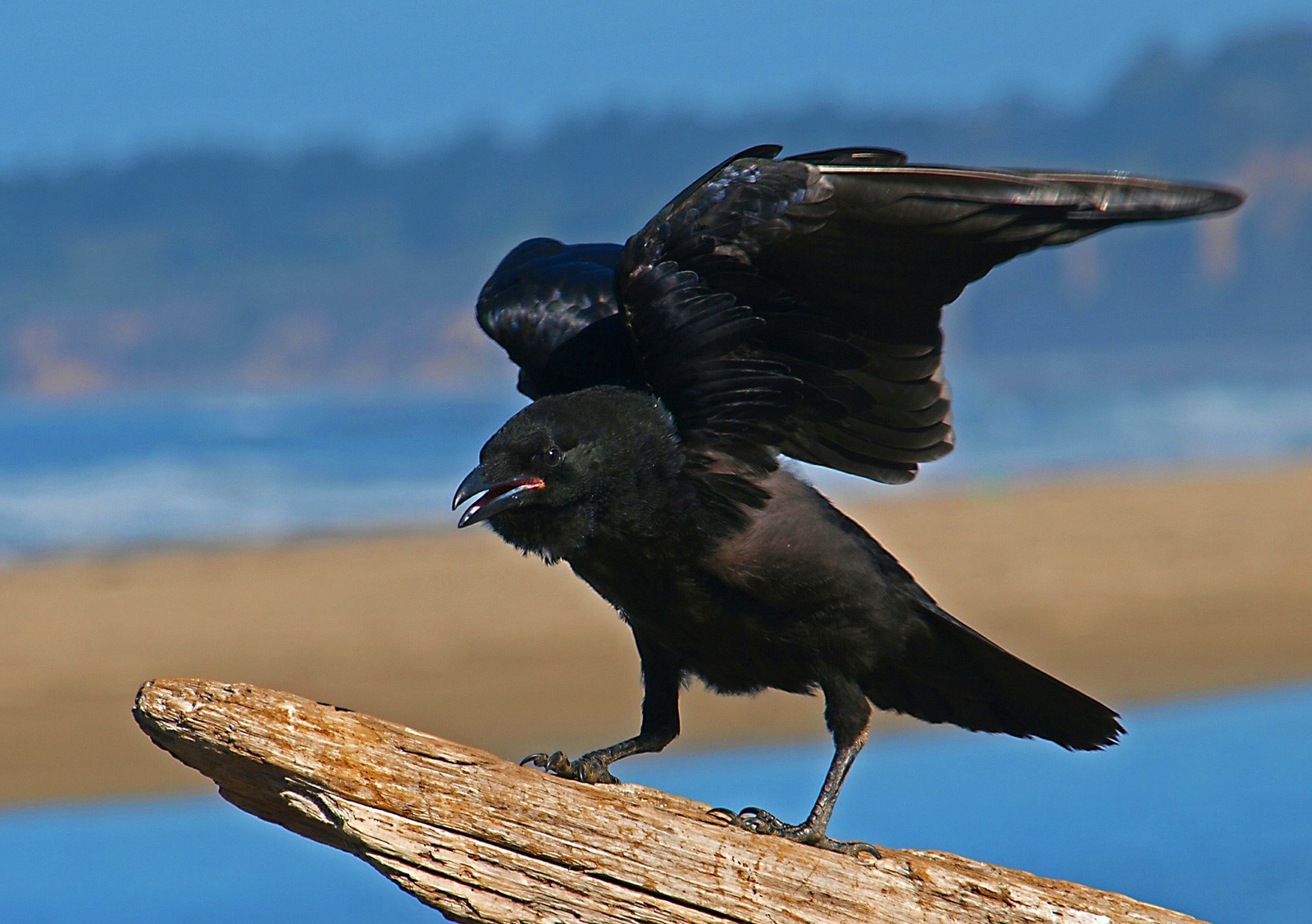 crow symbolism