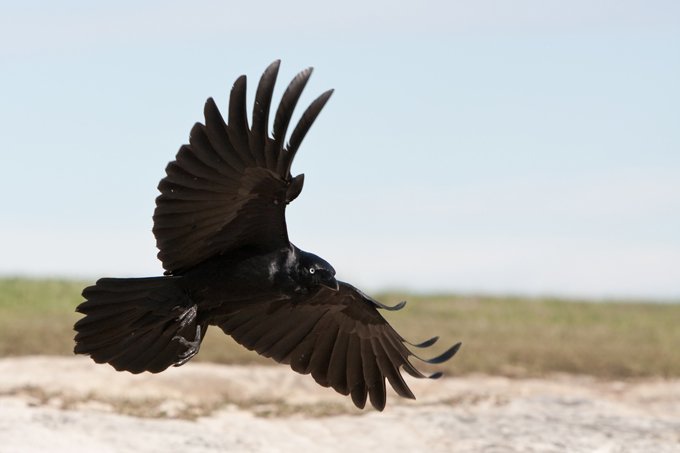 Crow symbolism and crow meaning