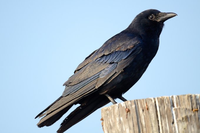 symbolic meaning of the crow