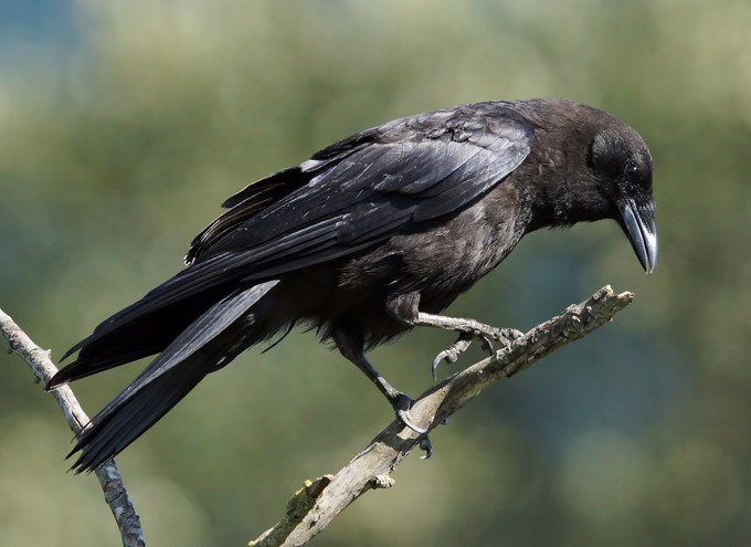 Crow symbolism and crow meaning