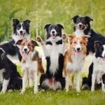 dog meaning and dog symbolism