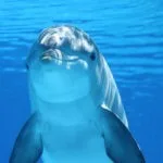 dolphin meaning and dolphin symbolism