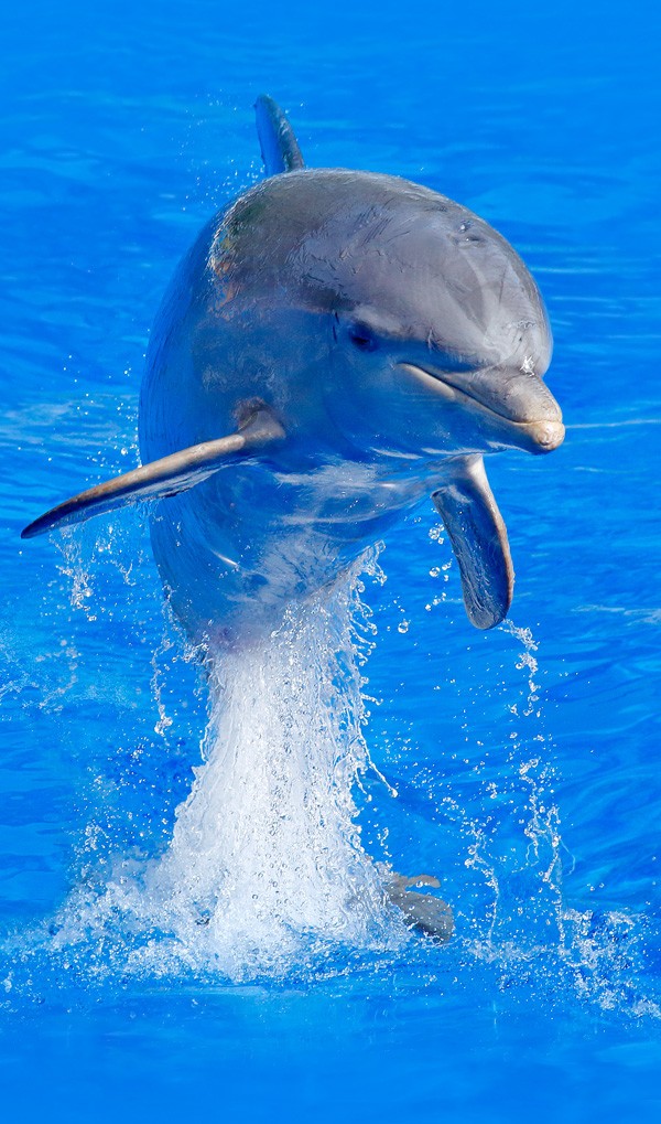 dolphin meaning and dolphin symbolism