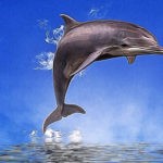 dolphin tattoo ideas and dolphin meaning