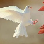 Dove Symbolism and Dove Meaning
