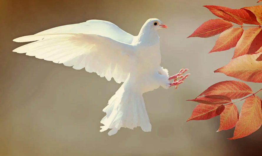 Dove Symbolism and Dove Meaning