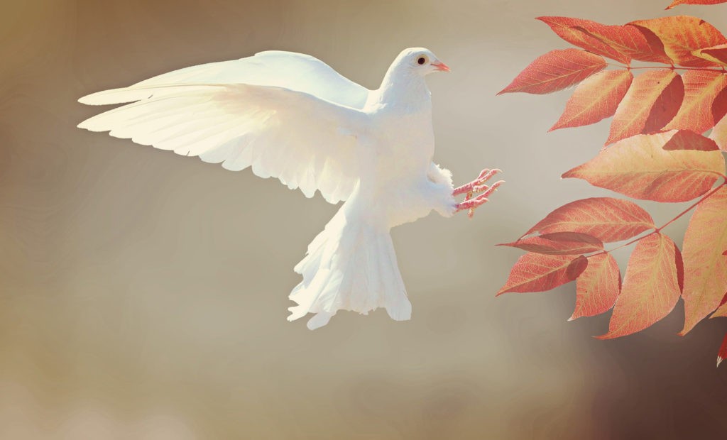 dove symbolism and dove meaning