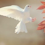 dove symbolism and dove meaning