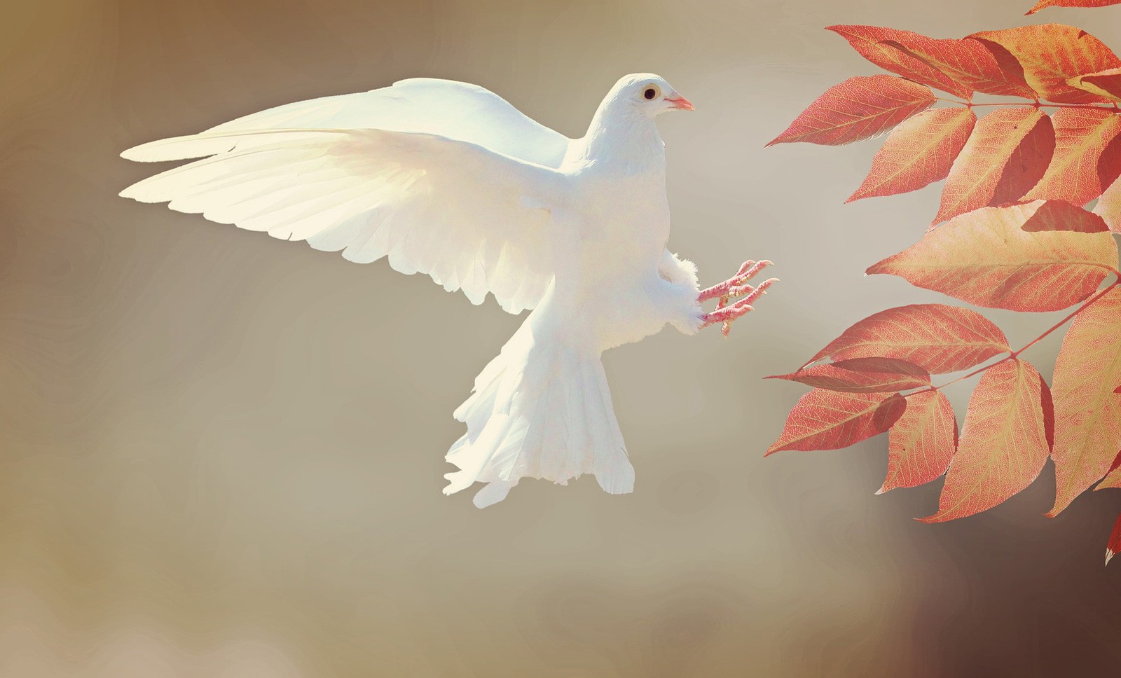 Is A Dove A Sign Of Peace