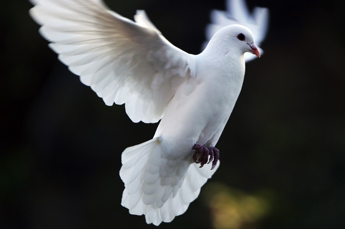 dove symbolism and dove meanings