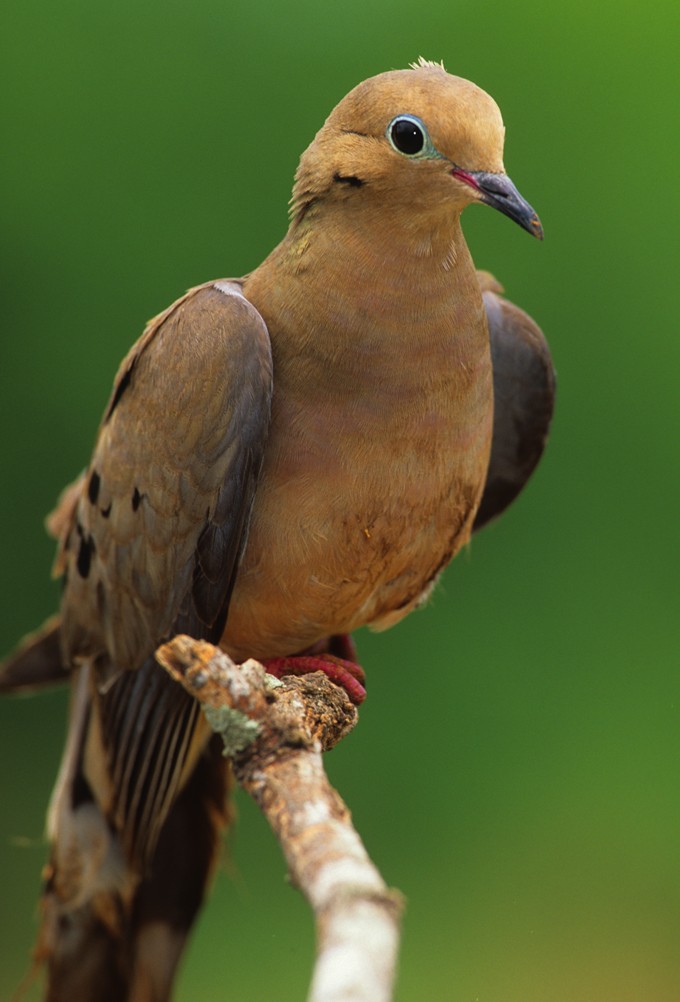 dove symbolism and dove meanings