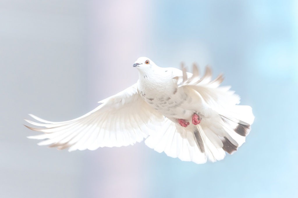 dove tattoo ideas and symbolic dove meanings