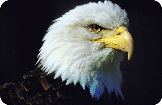 eagle tattoo ideas and eagle meaning