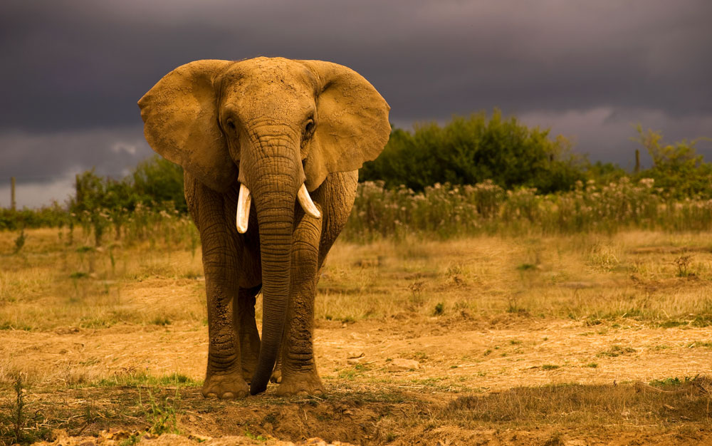 symbolic elephant meaning