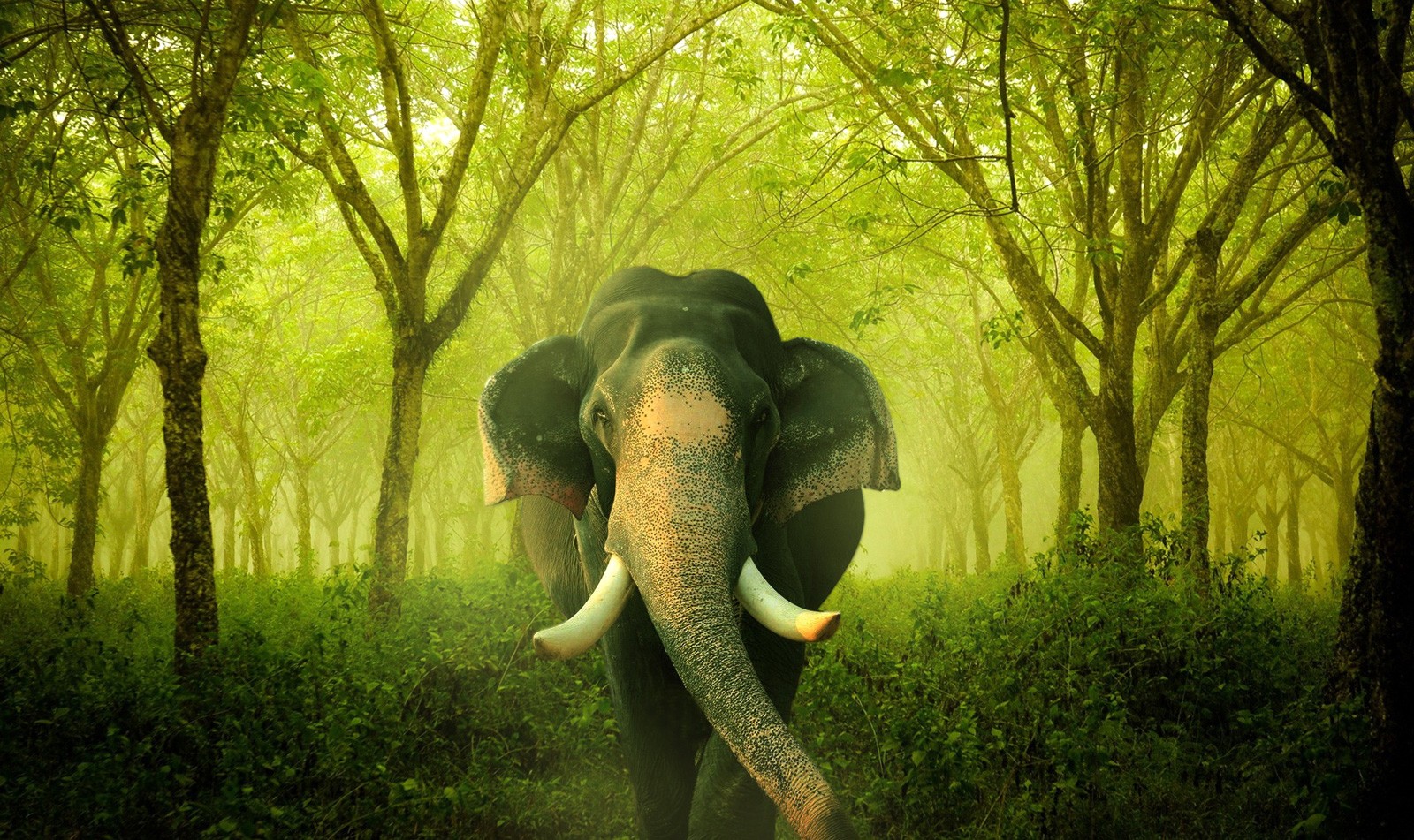 Symbolic Hippopotamus Meaning on Whats-Your-Sign