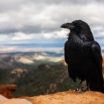 falcon and raven meaning
