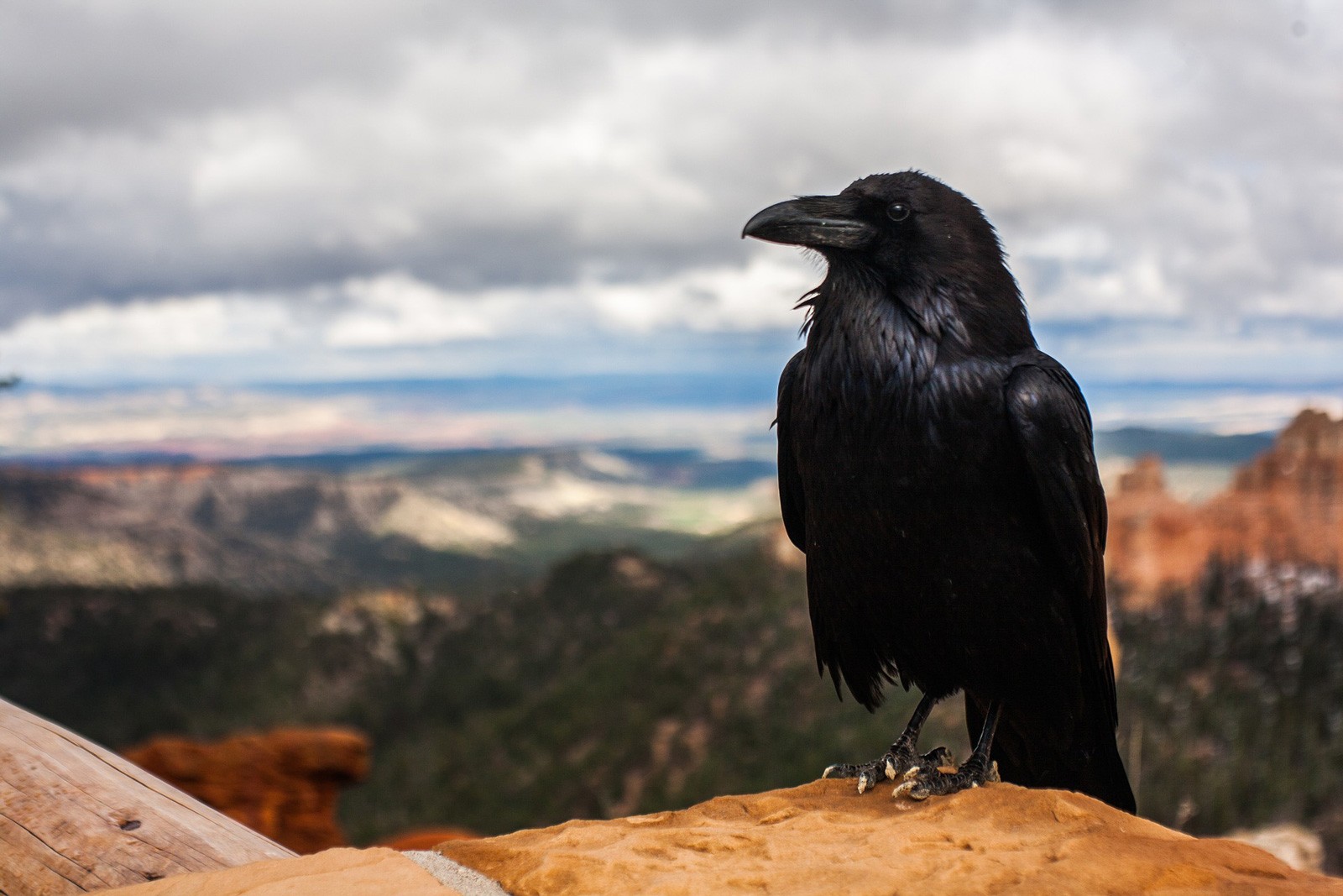 falcon and raven meaning