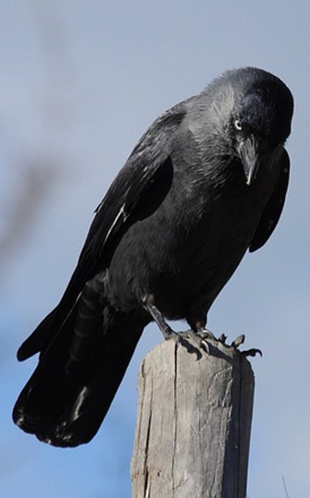 falcon and raven meanings