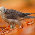 falcon animal totem meanings and falcon meaning