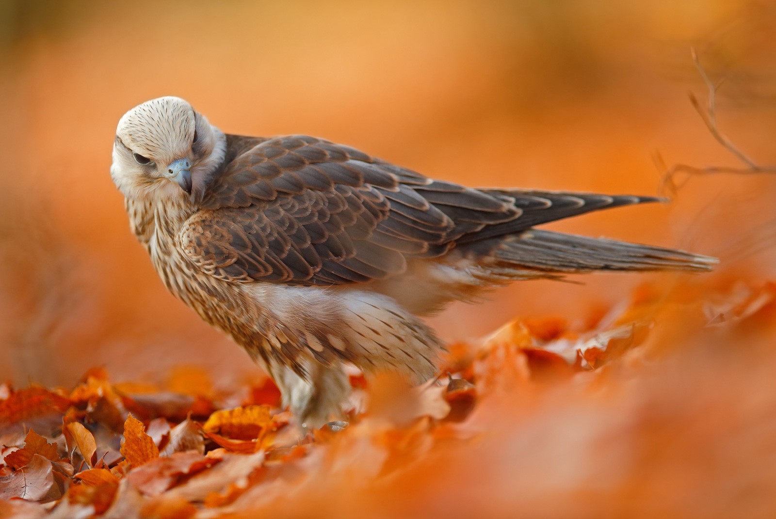 Falcon Animal Totem