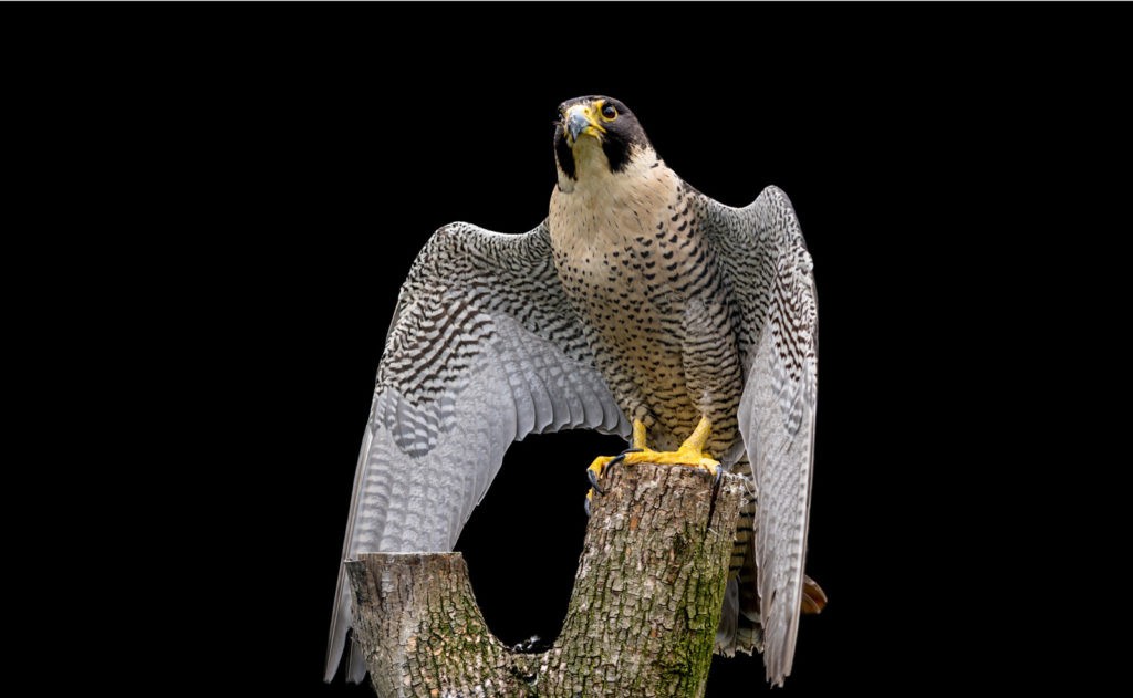 falcon animal totem meaning